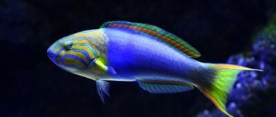 Nahaufnahme eines blau-grünen Fisches