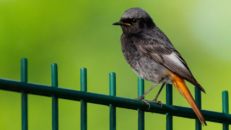 Bildergalerie: Kandidaten „Vogel des Jahres“