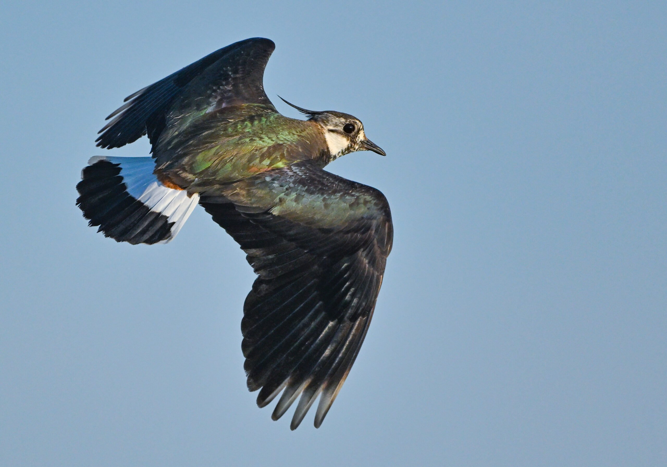 Ihr könnt jetzt abstimmen: „Vogel des Jahres“ wird wieder gewählt