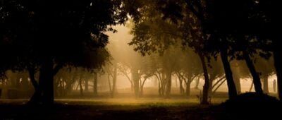 Waldbäume im Nebel tagsüber