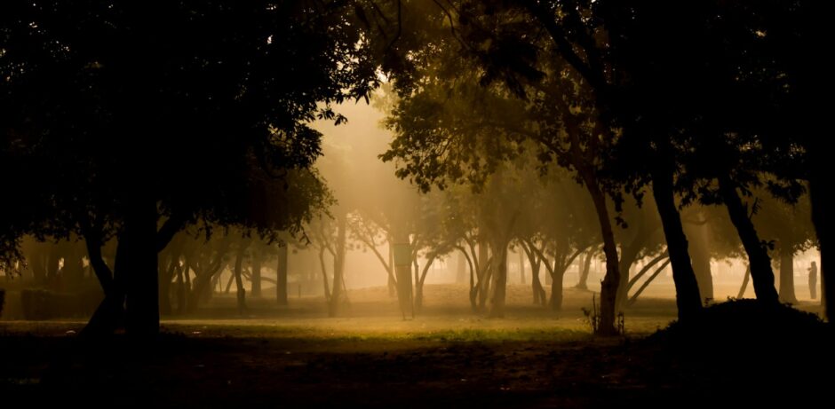 Waldbäume im Nebel tagsüber