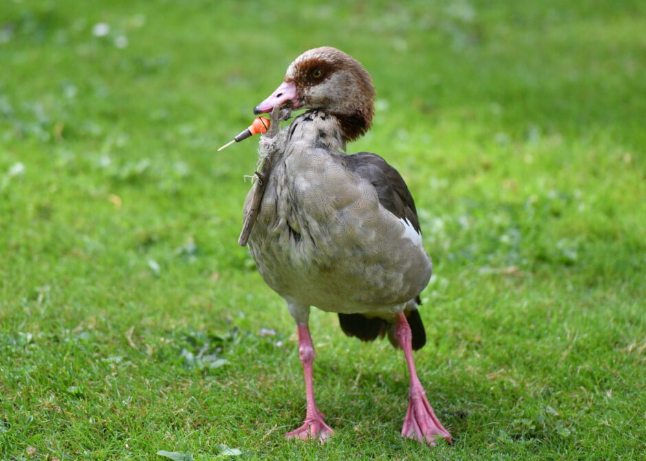 Nilgans in Not