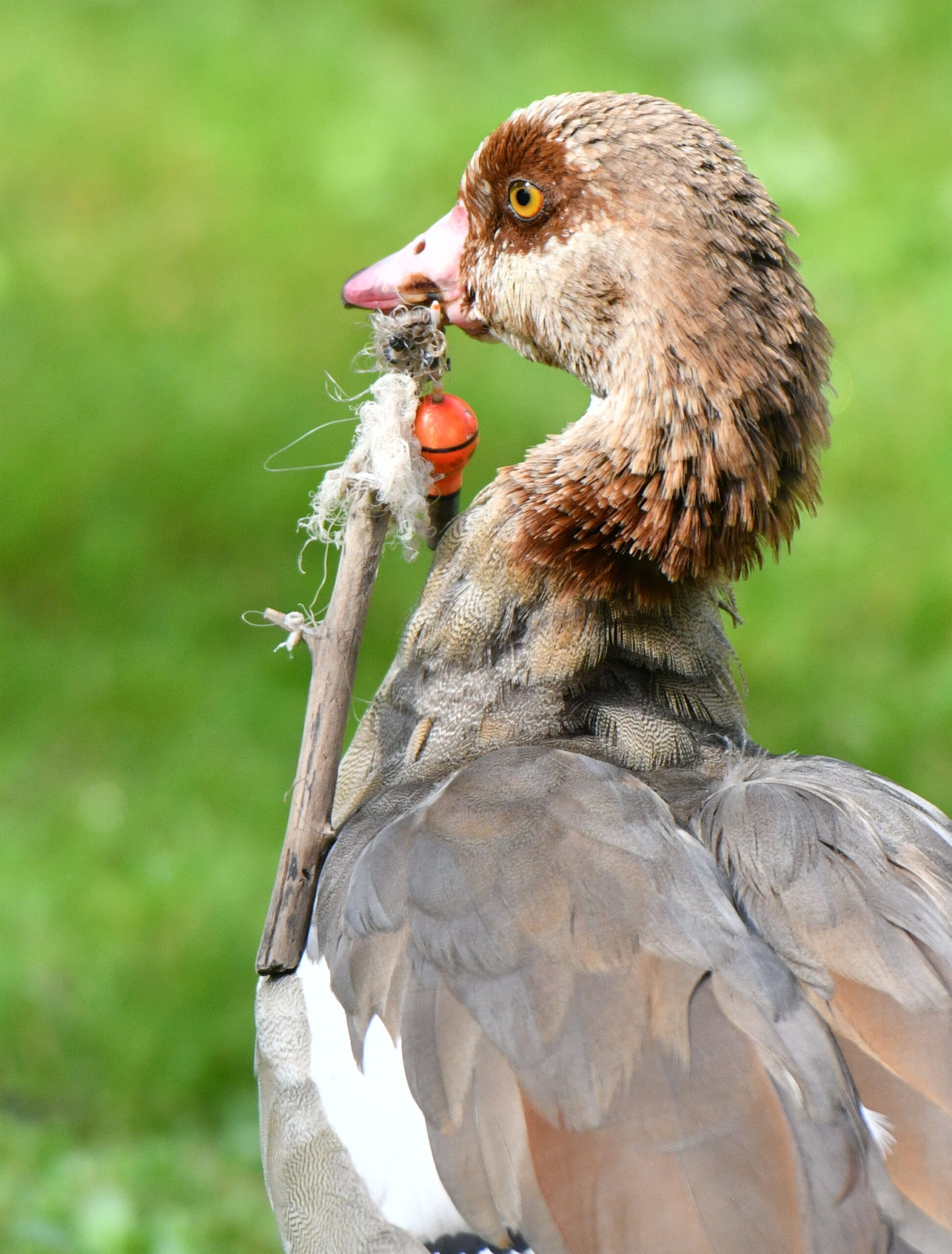 Nilgans in Not