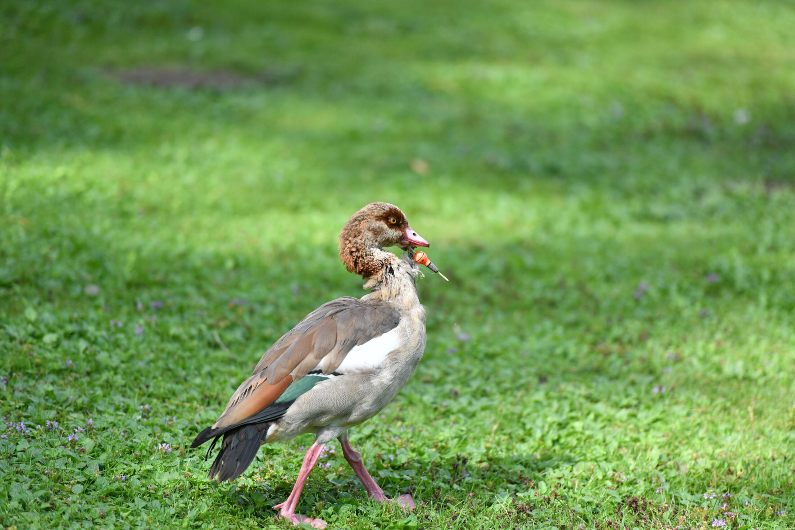 Nilgans in Not