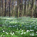 Mischwald in Polen, Quelle: Eigenes Werk