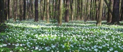 Mischwald in Polen, Quelle: Eigenes Werk