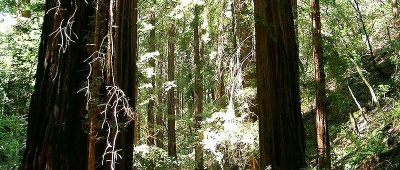 Muir Woods National Monument, California, USA / Personal picture taken by user Urban, 2004