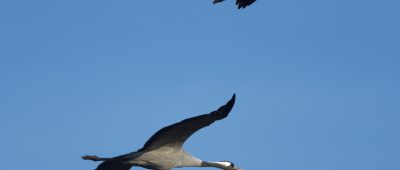 Die Vögel machen sich schon auf den Weg zurück. Foto: Hartmut Mletzko/NABU.