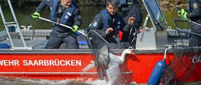 Ein Spezialtrupp fing Tscheka wieder ein. Foto: Becker & Bredel.