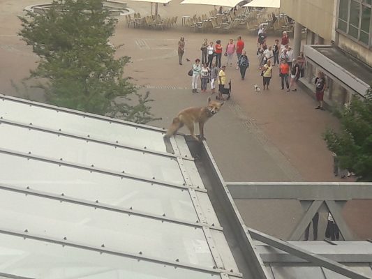 Der photogene Fuchs war gegen 9 Uhr auf dem Dach des Saarpark-Centers entdeckt worden. Foto: A. Groß/Feuerwehr Neunkirchen.