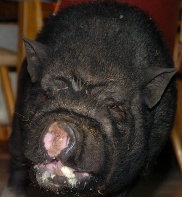 Ein Hängebauchschwein wie auf diesem Archivbild musste mutmaßlich wegen einer Verwechslung dran glauben. Foto: BeckerBredel.