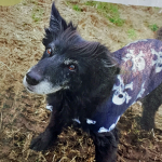 Border-Collie-Mischling Kira aus Homburg macht eine gute Figur. Foto: SOL.DE. Magazin: DOGS 06/2017.