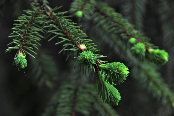 Die Zeit der Weihnachtsbäume ist leider wieder vorbei. Symbolbild von Pixabay