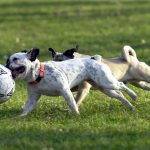 Zwei Hunde spielen am Staden in Saarbrücken mit einem Fußball. Symbolfoto: BeckerBredel