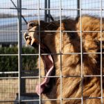 Ein Löwe gähnt in einem Gittergehege. (Foto: dpa).