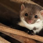 Tierischer Saboteur: Ein Marder legte kurzzeitig Teile Saarbrückens lahm. Symbolfoto: dpa-Bildfunk/Philipp Schulze