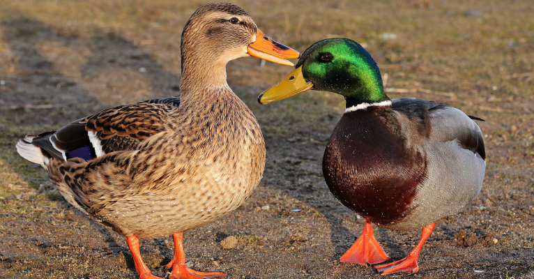 Wie sollen Ente und Erpel heißen? Symbolfoto: Pixabay (CC0-Lizenz)