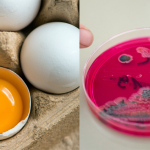 Rückruf von Eier im Saarland. Der Grund:  Salmonellen. Symbolfoto: (links) Armin Weigel | (rechts) Arno Burgi