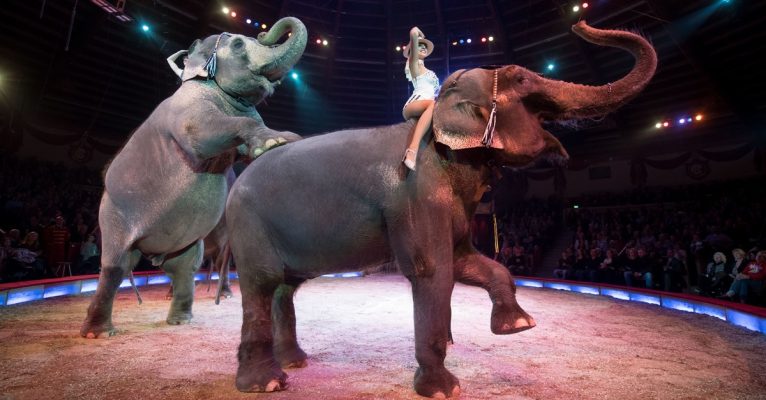 Wildtiere in Zirkussen sind ein viel diskutiertes Thema. Symbolfoto: Tobias Hase/dpa-Bildfunk.