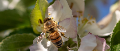 Bienen sollen im Saarland künftig besser leben können. Foto: Pixabay (CC0-Lizenz)