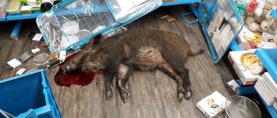 Das Wildschwein musste erlegt werden. Foto: Polizei.