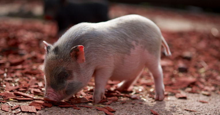 Gesucht wird der Besitzer eines kleinen Hausschweins. Symbolfoto: Pixabay (CC0-Lizenz)