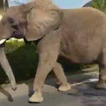 Der Elefant brach aus dem „Circus Krone" aus. Screenshot: Twitter/IronLurchi.