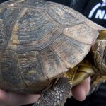 Eine Schildkröte erschreckte eine Autofahrerin so sehr, dass sie auf das Fahrzeug vor sich auffuhr. Symbolfoto:     Holger Hollemann/dpa-Bildfunk.