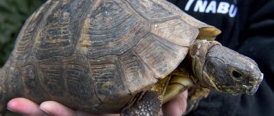 Eine Schildkröte erschreckte eine Autofahrerin so sehr, dass sie auf das Fahrzeug vor sich auffuhr. Symbolfoto:     Holger Hollemann/dpa-Bildfunk.