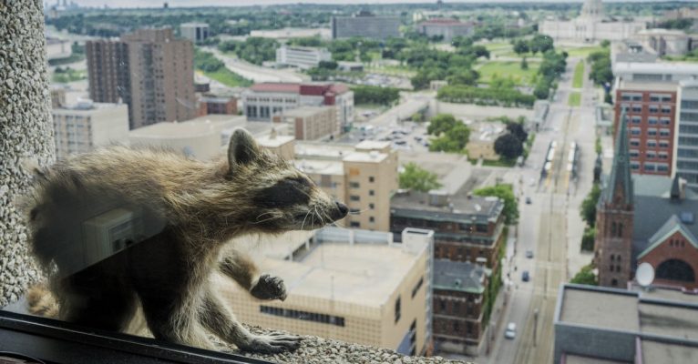Fenster ließen sich nicht öffnen, deswegen musste der Waschbär draußen bleiben. Foto: Evan Frost/Minnesota Public Radio/dpa-Bildfunk.