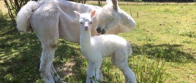 Century ist ein ziemlicher Brocken. Foto: Saar Alpaka Farm.