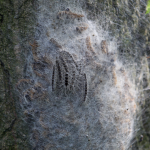 Gespinste des Eichenprozessionsspinners. Symbolfoto: dpa-Bildfunk/Bodo Marks