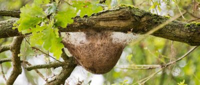 Ein Nest vom Eichenprozessionsspinner hängt in einer Eiche. Symbolfoto: dpa-Bildfunk/Julian Stratenschulte