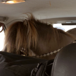 Mit einem Seil befestigte der Fahrer das Pony an den Haltegriffen der Fahrzeugdecke. Foto: Polizei