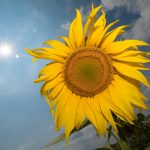 Extreme Temperaturen sind im Saarland in den nächsten Tagen zu erwarten. Foto: Boris Roessler/dpa-Bildfunk.