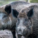 Wildschweine verlieren zunehmend ihre Scheu vor Menschen. Foto: Jens Büttner/dpa-Bildfunk