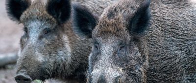 Wildschweine verlieren zunehmend ihre Scheu vor Menschen. Foto: Jens Büttner/dpa-Bildfunk