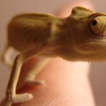 Exotische Tiere wie Chameleons werden immer beliebter. Foto: Pixabay