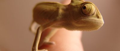 Exotische Tiere wie Chameleons werden immer beliebter. Foto: Pixabay