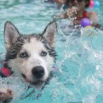 Am 20. September findet im Freibad Landsweiler-Reden das Hundeschwimmen statt. Symbolfoto: Pixabay (CC0-Lizenz)