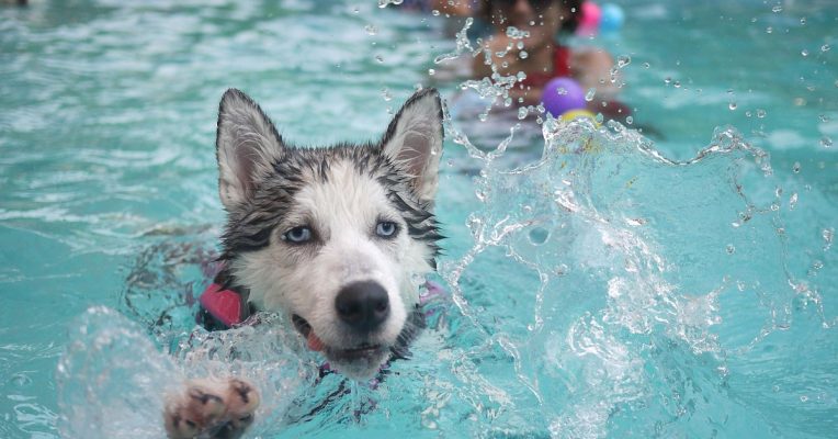 Am 20. September findet im Freibad Landsweiler-Reden das Hundeschwimmen statt. Symbolfoto: Pixabay (CC0-Lizenz)