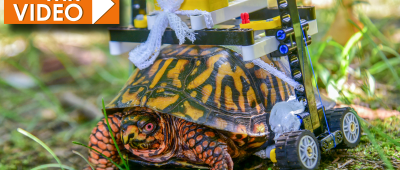 Nach einer Operation ist diese Schildkröte nun mit einem Lego-Rollstuhl unterwegs. Foto: Sinclair Miller/The Maryland Zoo/dpa