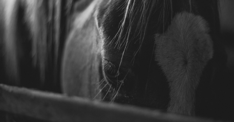 Etwa zehn Pferde sollen auf dem Hof leben. Symbolfoto: Pixabay (CC0-Lizenz)