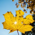 Das Wochenende im Saarland wird golden. Foto: Daniel Reinhardt/dpa-Bildfunk.