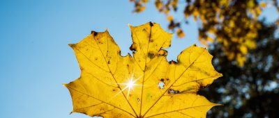 Das Wochenende im Saarland wird golden. Foto: Daniel Reinhardt/dpa-Bildfunk.