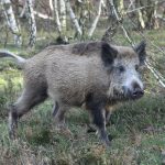 In Völklingen-Wehrden rannte am gestrigen Montag ein Wildschwein gegen einen Radfahrer. Symbolfoto: Bernd Settnik/ZB/dpa-Bildfunk