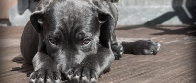 Die Tierheime im Saarland freuen sich über verschiedene Formen der Hilfe. Symbolfoto: CC0-Lizenz