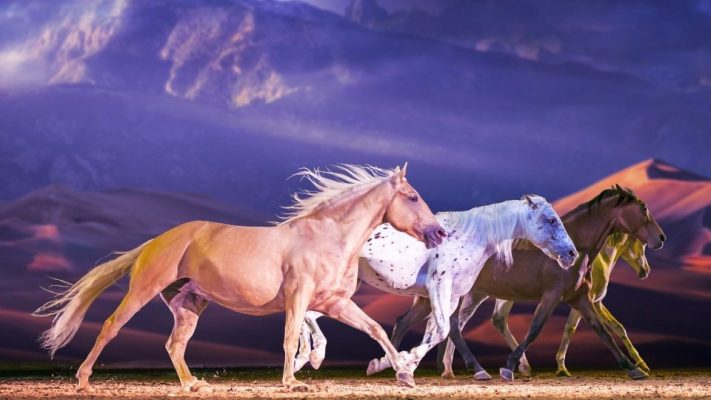 Pferde sind Hauptbestandteil von „Cavalluna". Foto: Cavalluna.