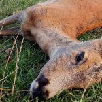 Mindestens vier tote Rehe sind in Überherrn gefunden worden. Symbolfoto: Wolfgang Kumm/dpa-Bildfunk.