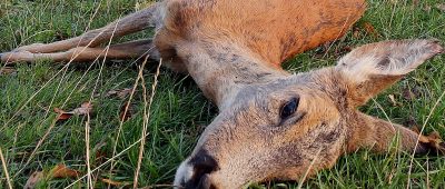 Mindestens vier tote Rehe sind in Überherrn gefunden worden. Symbolfoto: Wolfgang Kumm/dpa-Bildfunk.